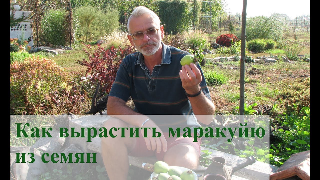 Как вырастить маракуйю из семян