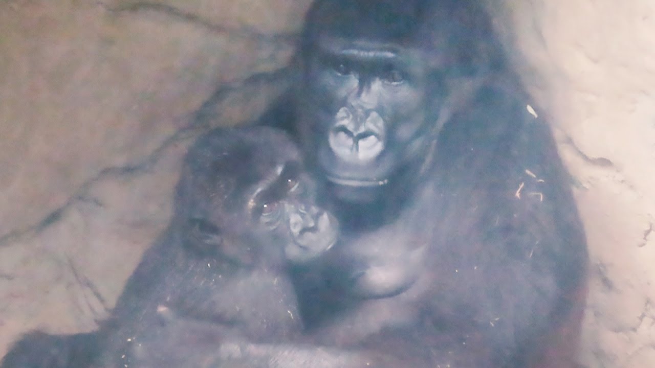 金剛Iriki抱兒子Ringo在懷裡🦍👶🏻💕Iriki holds son Ringo in her arms#金剛猩猩 #gorilla