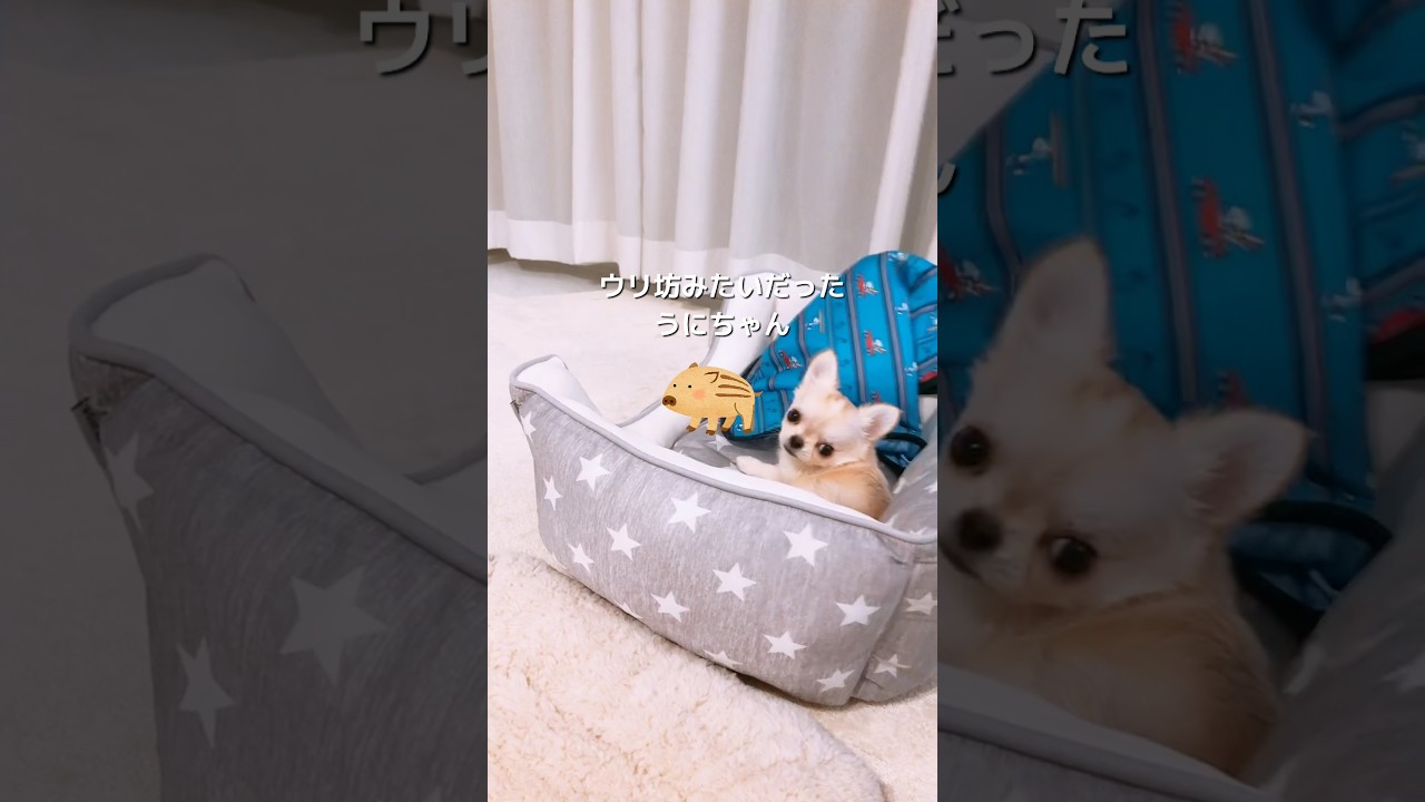 ウリ坊みたいなパピー時代🐗🍼 
