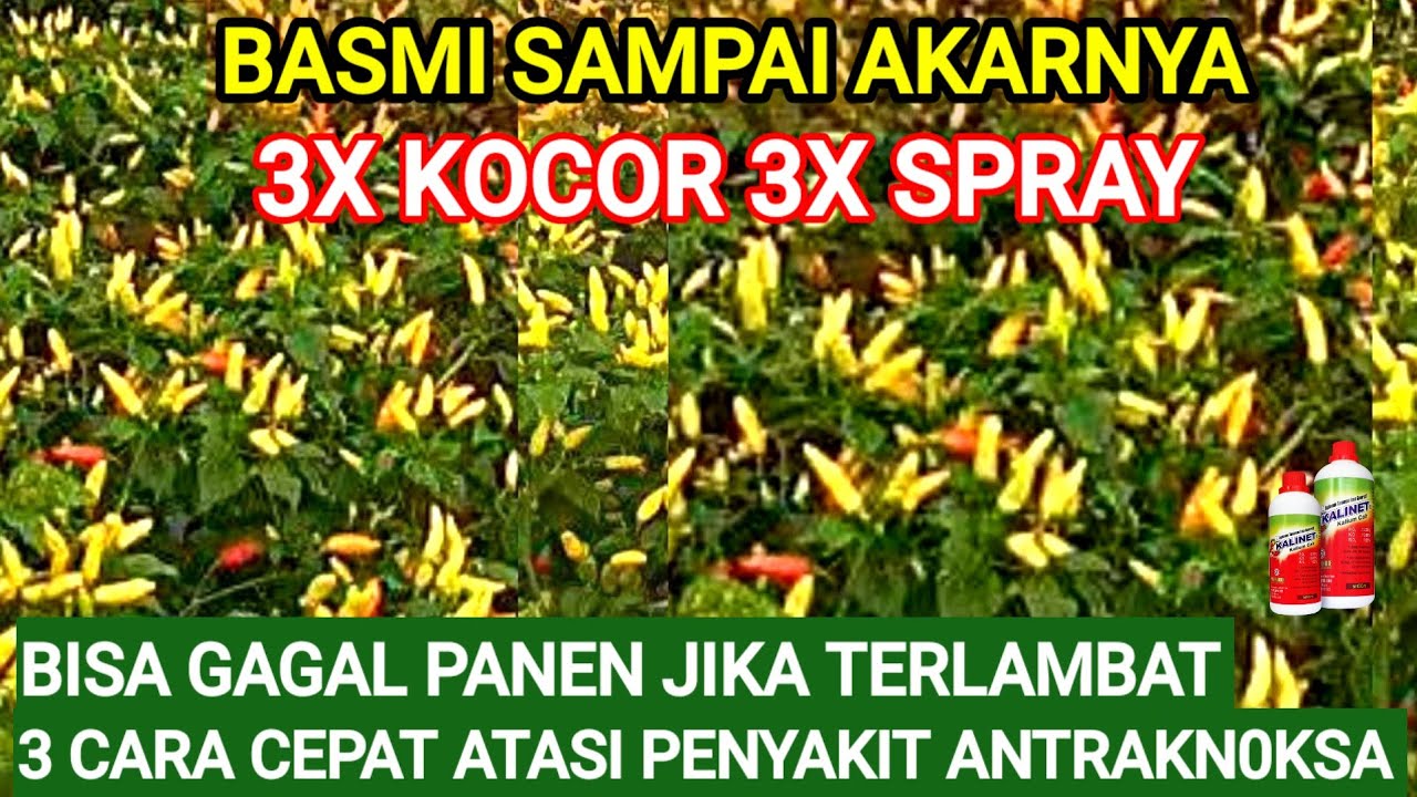 BASMI ANTRAKNOSA ..!! DENGAN 3 CARA INI 