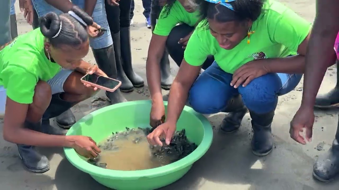 Protegen y liberan 79 tortuguitas