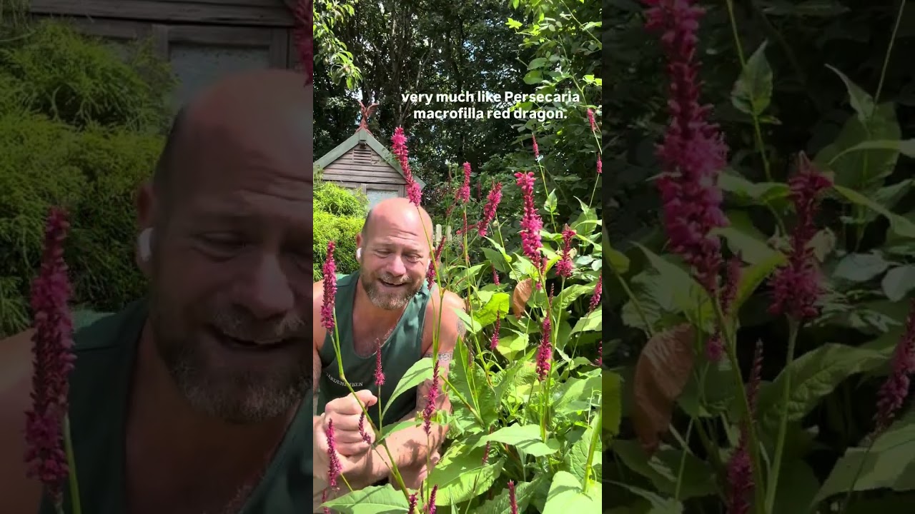 Today’s companion plant is Persicaria amplexicaulis ‘Fat Domino’ #gardenerben 
