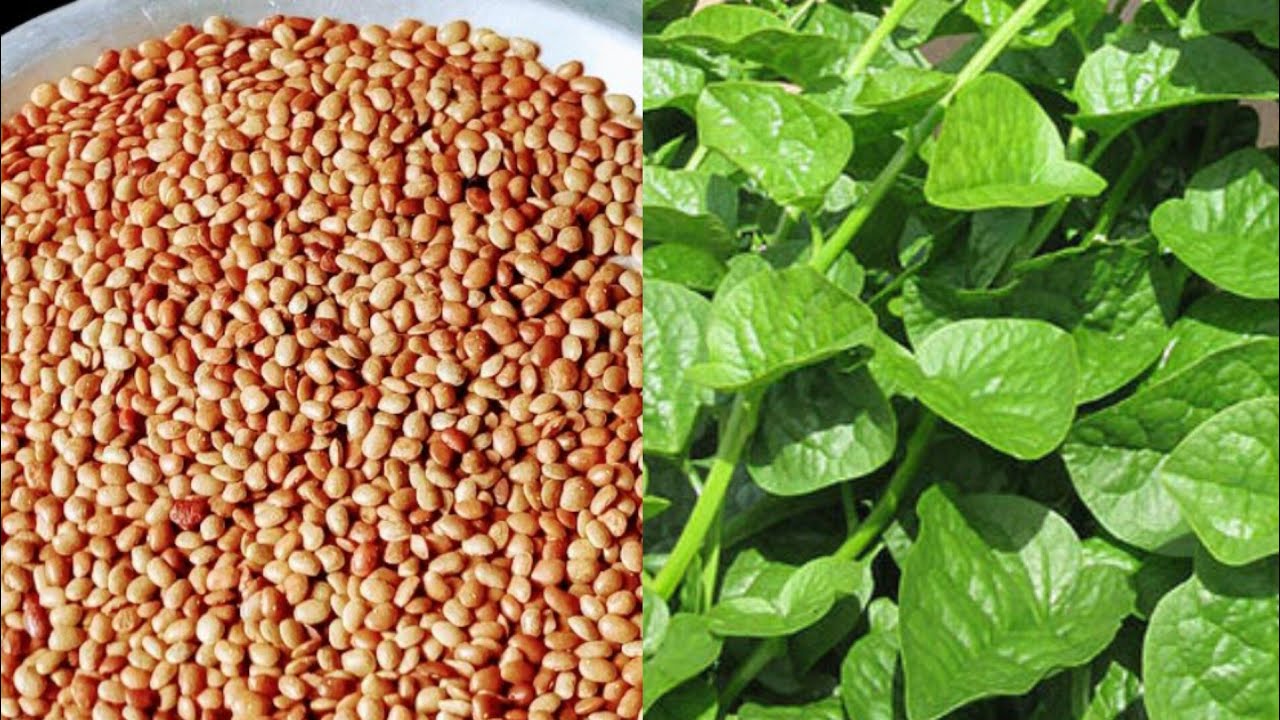 Nutritious Basale Soppu Horsegram Curry from Mangalore - Malabar Spinach & Horsegram Curry