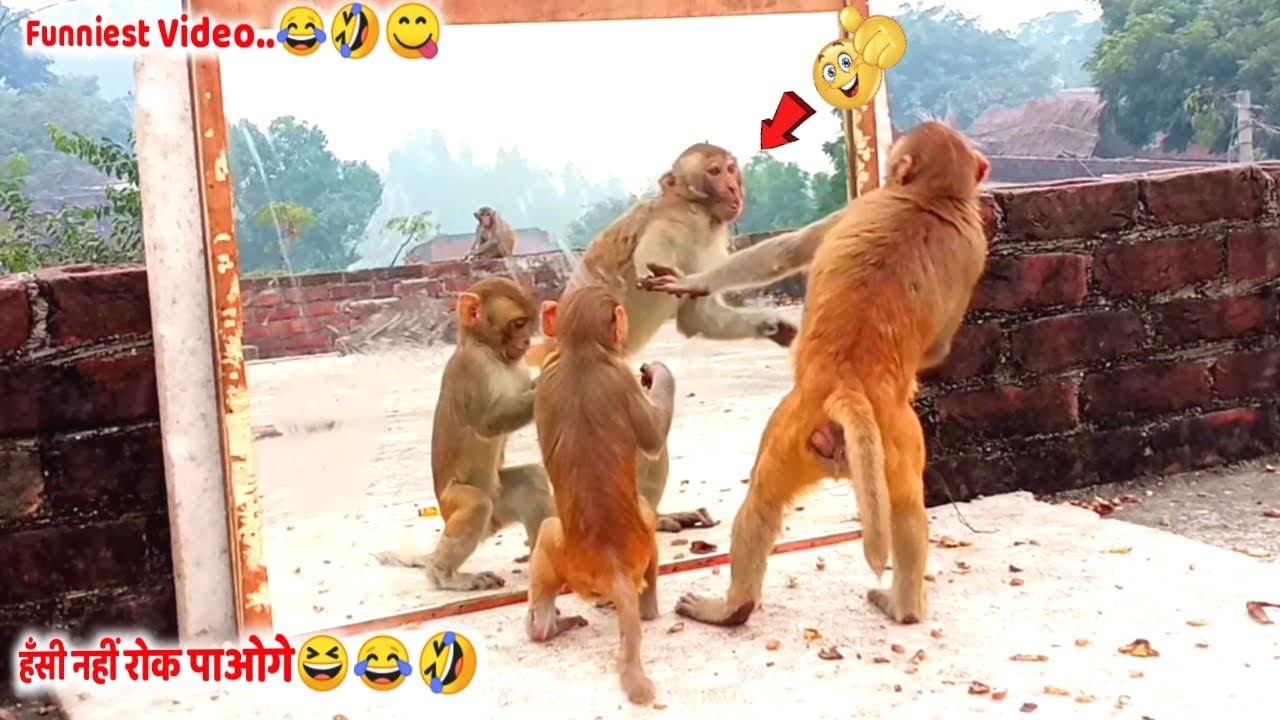 Mirror vs Monkeys | सीसा देखते ही बंदरों ने मचाया तांडव | You Can't stop laughing-Part 3