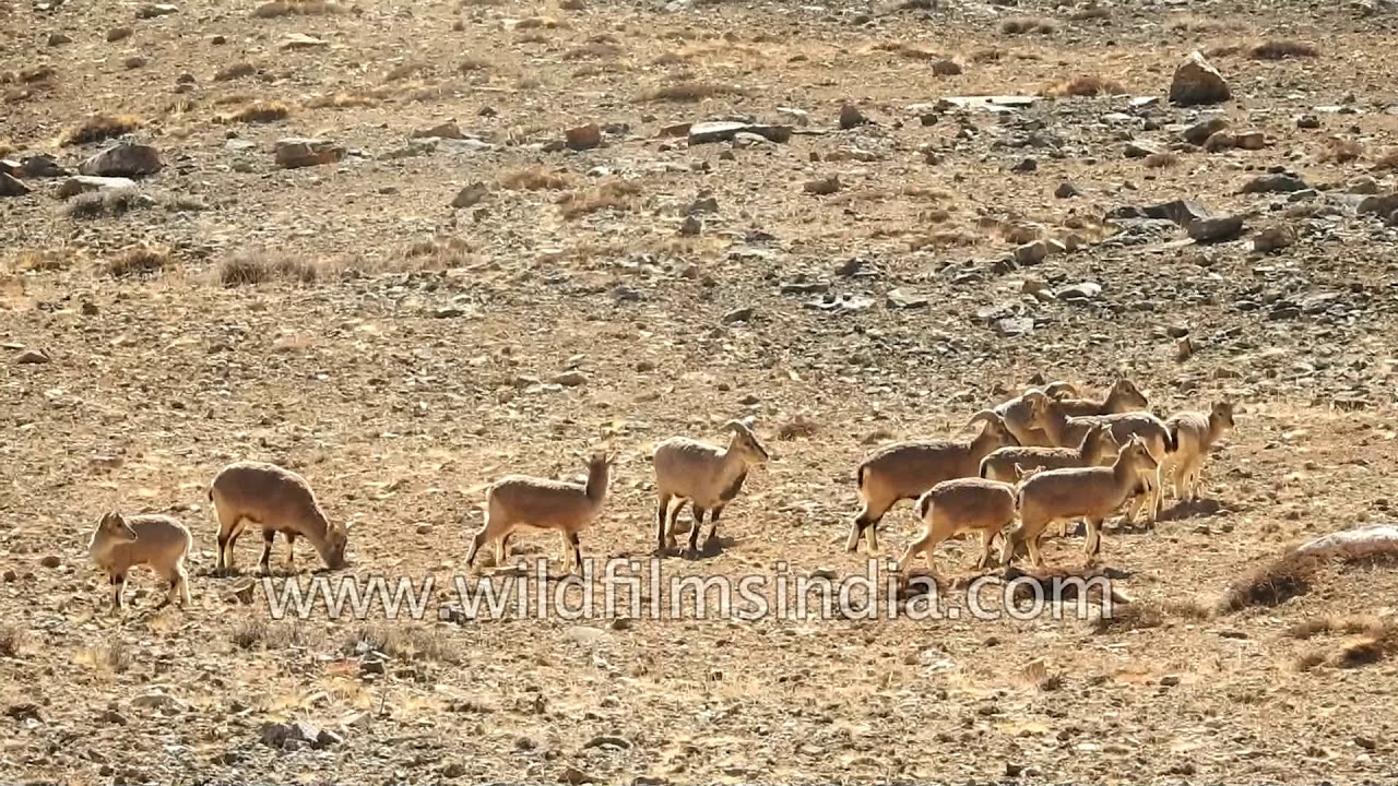 Blue sheep or bharal graze in the upper reaches of the Spiti valley