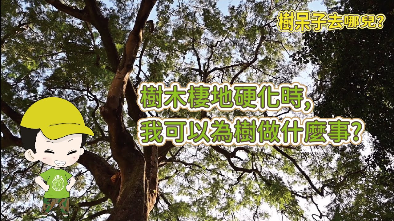 【樹呆子去哪兒】當樹木棲地硬化時，我可以為樹做什麼事？ #樹醫生 #劉東啟