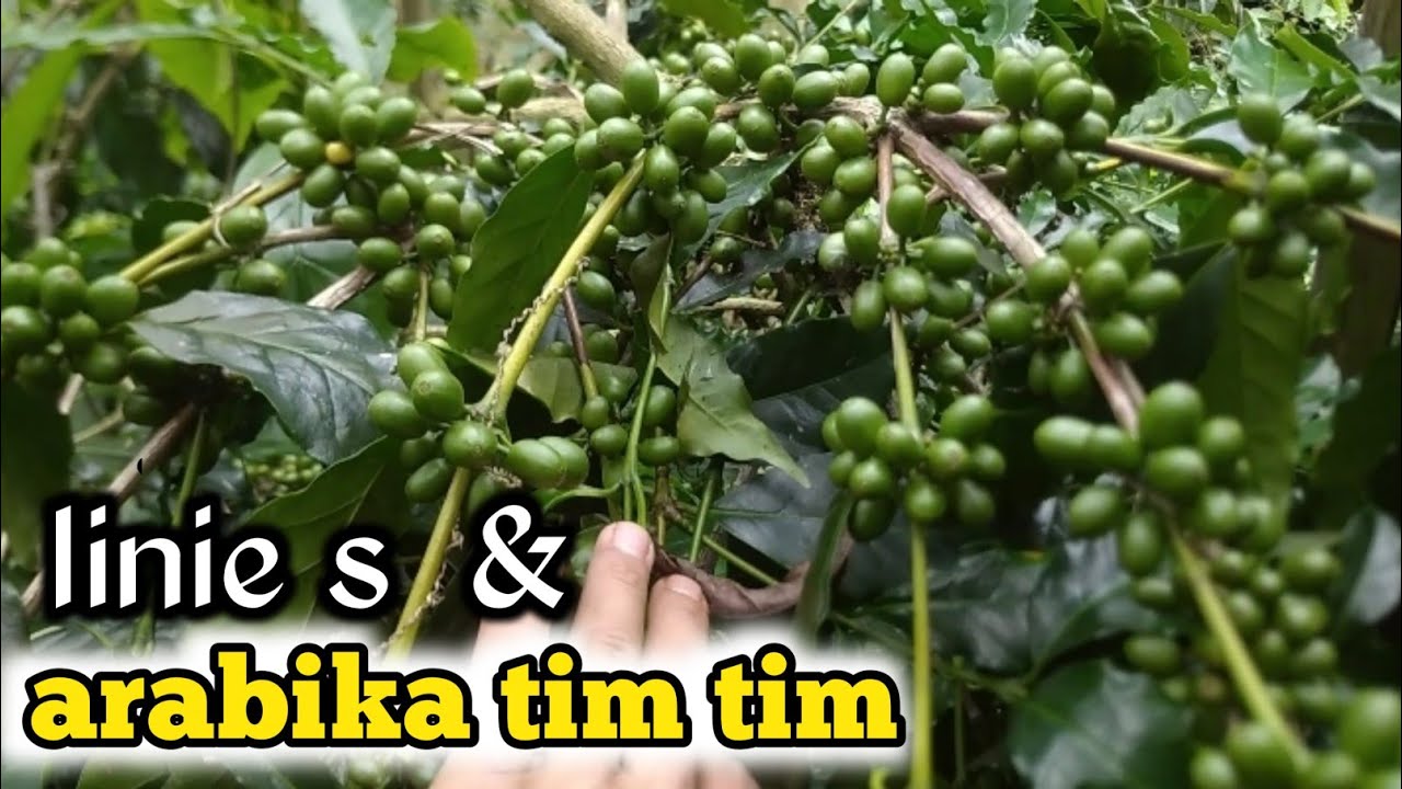 PERBEDAN ARABIKA TIM TIM & LINIE S