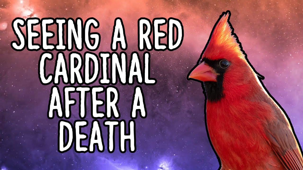 Seeing A Red Cardinal After A Death