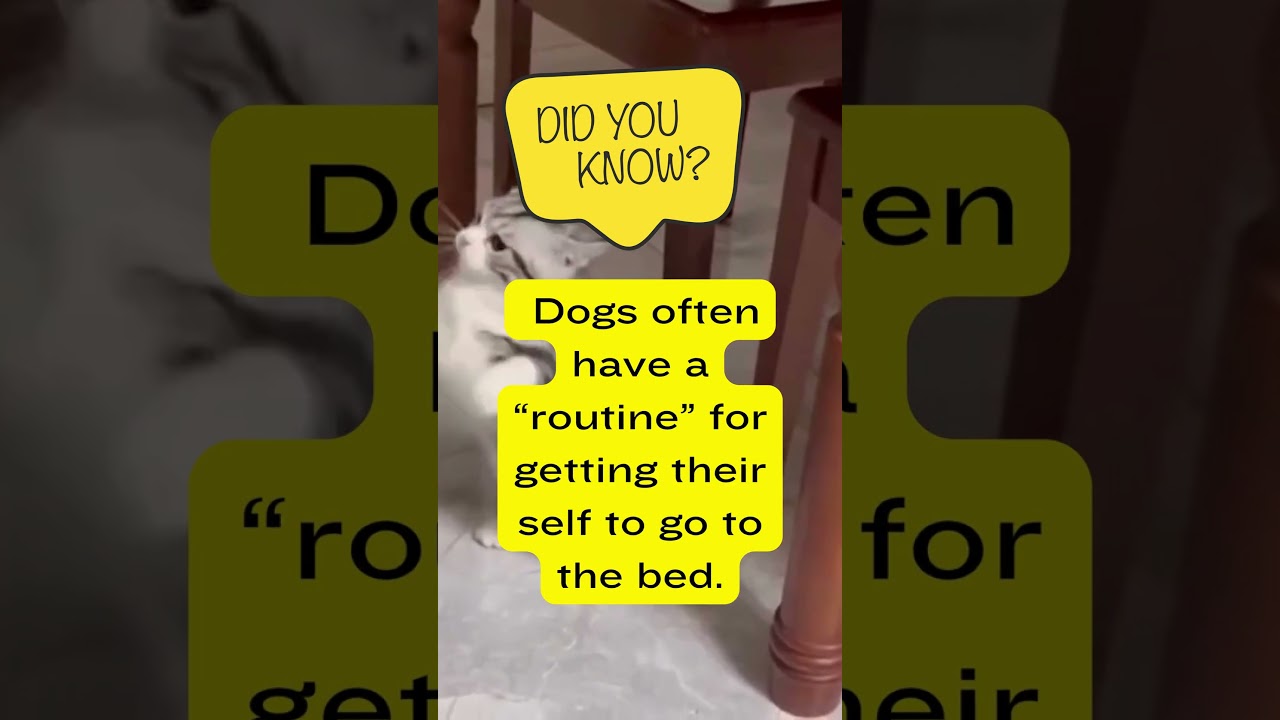 dogs sleeping funny | facts 
