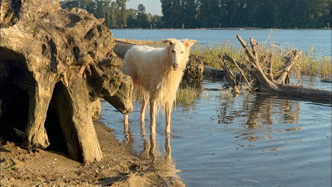 Lily the Borzoi - Drippin and dippin