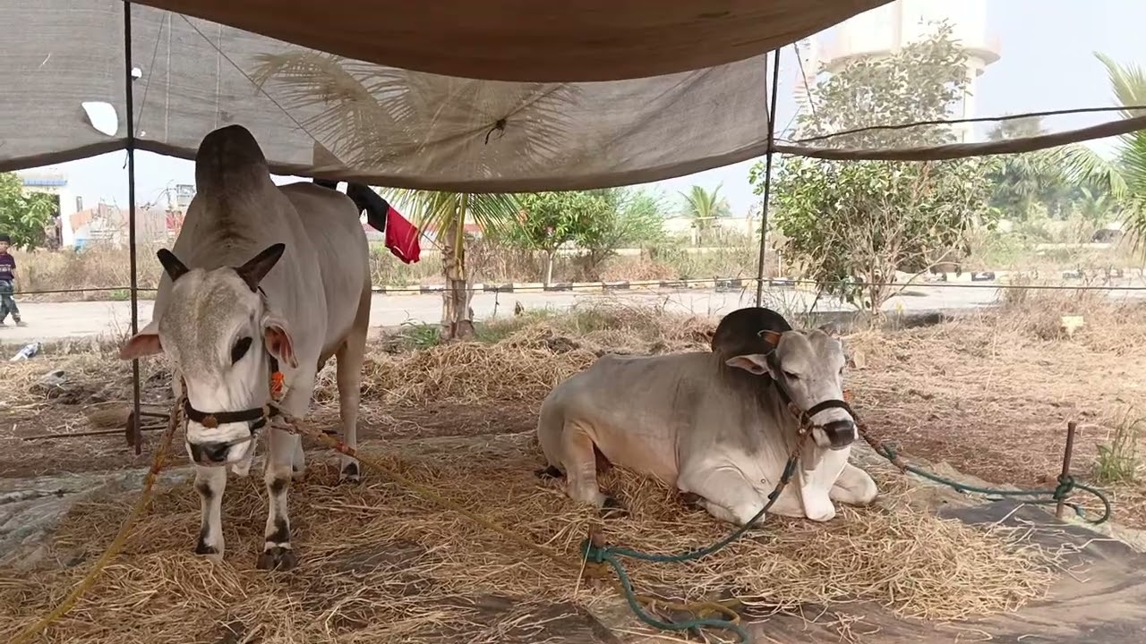ఈరోజు గురజాల పందెం లో జూనియర్ విభాగంలో పాల్గొంటున్న  జయసింహ రాజుగిత్త 