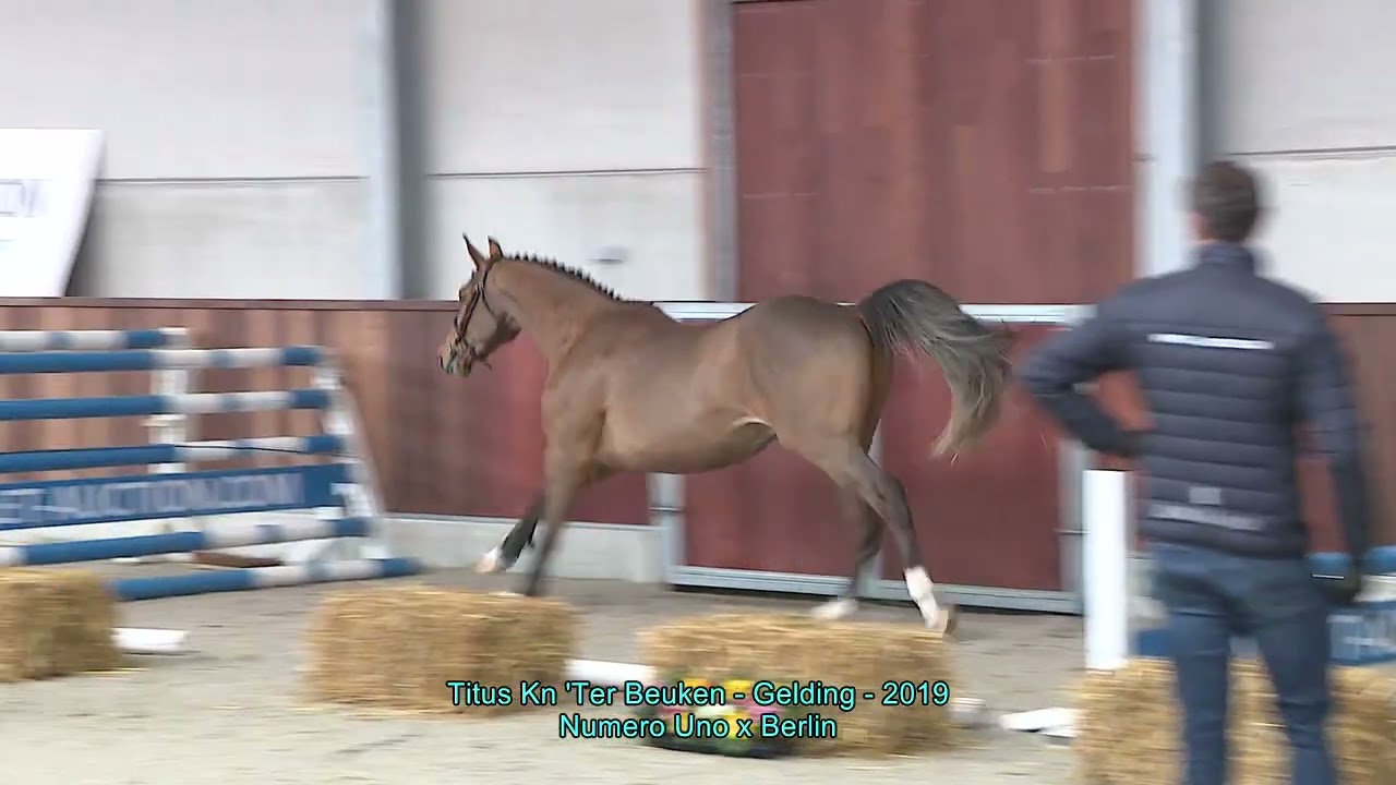 Titus KN 'ter Beuken' (Numero Uno x Berlin) - Gelding - 2019