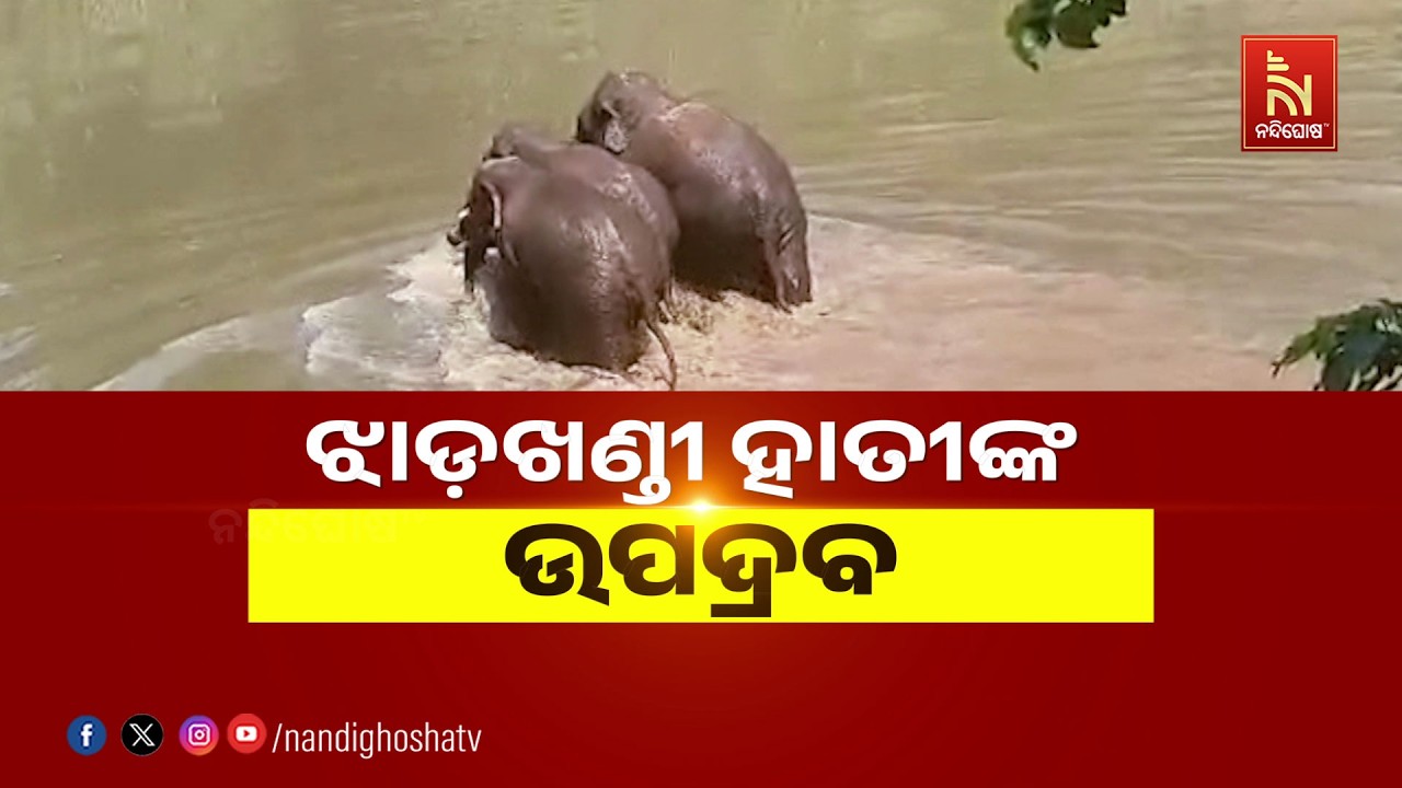 ଝାଡଖଣ୍ଡୀ ହାତୀଙ୍କ ଉପଦ୍ରବ