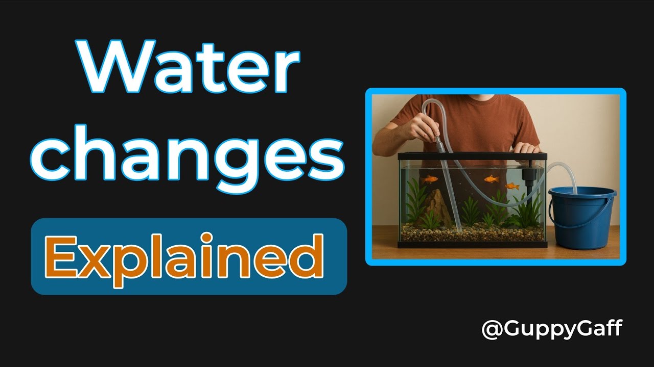 Water Changes - How Much,How Often,and Why They Matter