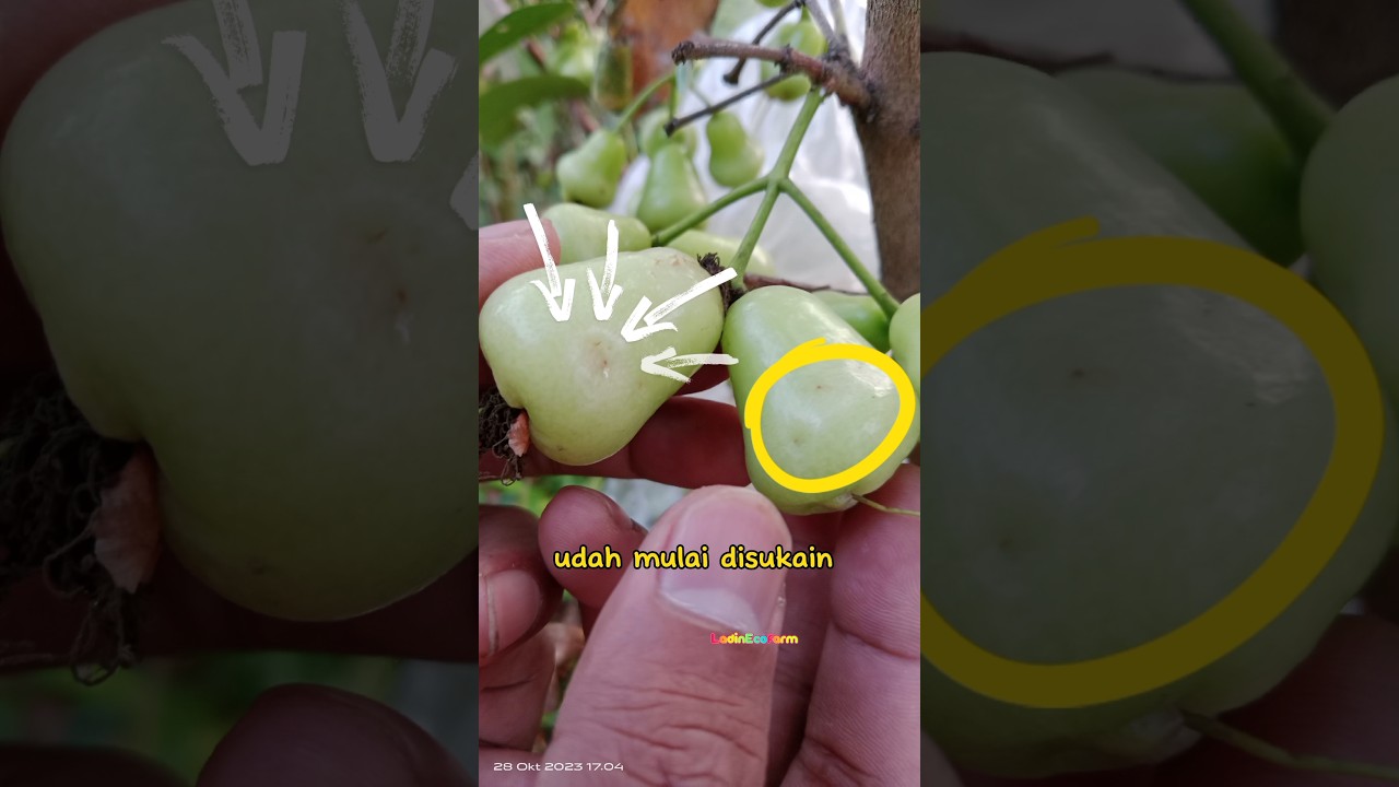 Cara agar Jambu Air Madu Deli tidak busuk & tumbuh optimal #urbanfarming #jambuair #ketahananpangan