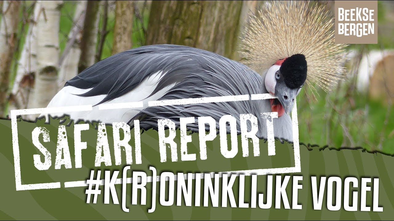 SAFARI REPORT | #110 K(R)ONINKLIJKE VOGELS