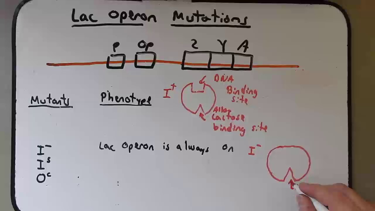 Gene Regulation lac operon mutations