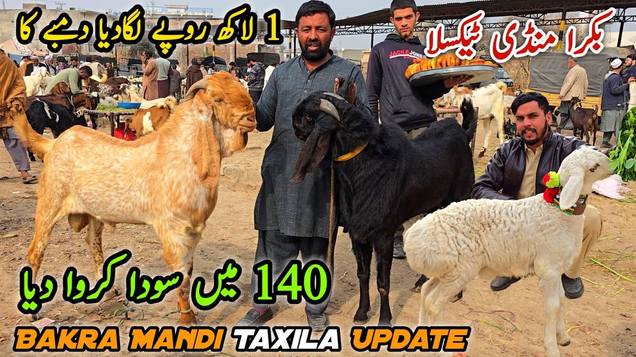 Taxila Mandi Friday Latest Update 6 February 2026 | Naseeb Ka Soda Karwa Diya 🤲