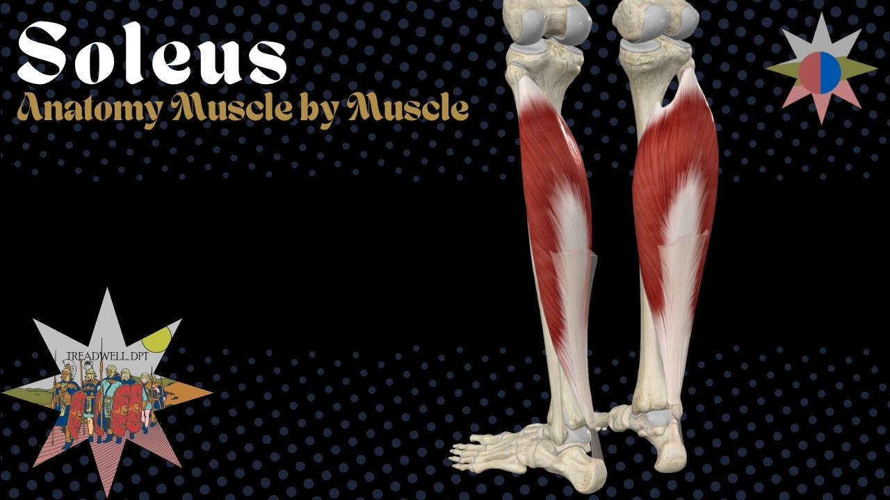 Soleus Muscle Explained | Anatomy, Function, Fiber Types & Achilles Tendinopathy