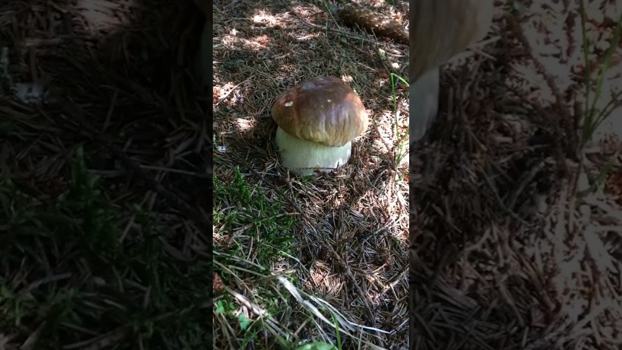 #funghi #porcini#boletus #mushrooms