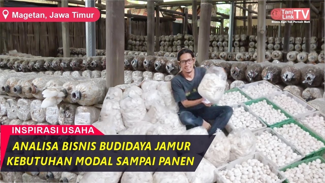 Budidaya Jamur Supaya Bisa Untung, Omset Puluhan Juta Tiap Bulan