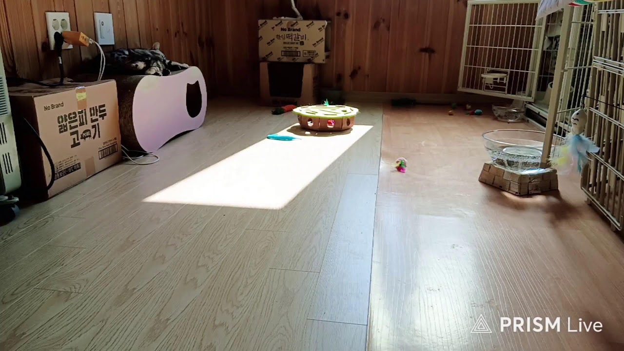 비숑분양, 아메숏분양, 퀘이커