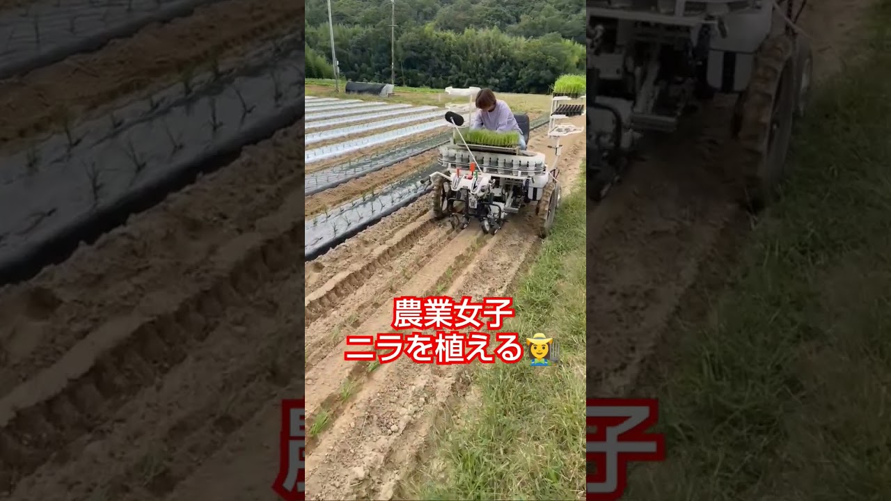 ニラの定植🎥動画提供🎥yamamotofarm嫁-岡山黄ニラ農家さん。（BGM編集済み）#ニラ #農業機械 #定植 #農家 #農業女子 #農girl農life