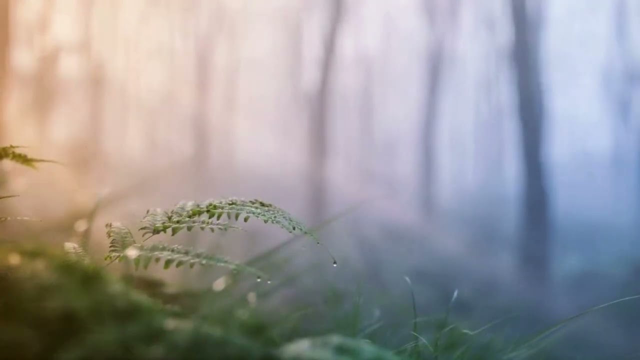 Peaceful Strings for Focus and Inner Calm | Relaxing Instrumental Music