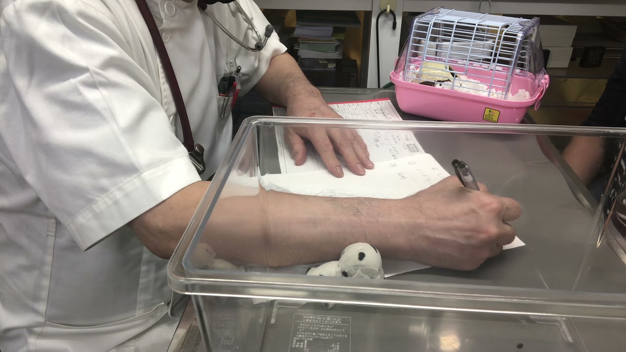 ①5日前からプスプス鳴く、食欲元気便正常、5カ月齢、ジャンガリアンハムスターのスピカちゃんの診察、体重52g、聴診にて湿性ラ音の呼吸音、気管気管支炎、お話