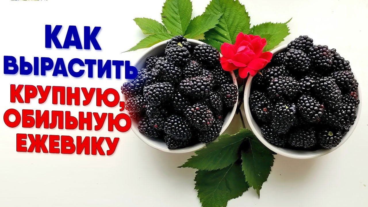 Как вырастить крупную обильную ежевику
