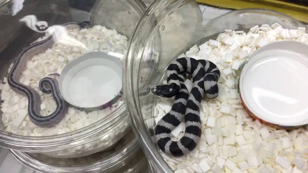 California King Snakes - Adults and our first Babies (Beautiful Animals)