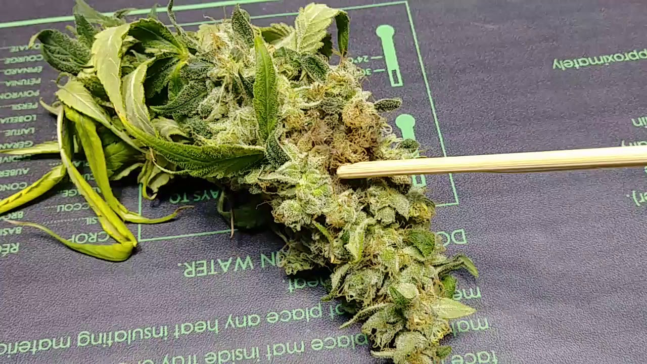 BUD ROT? YES!!!!!!!!