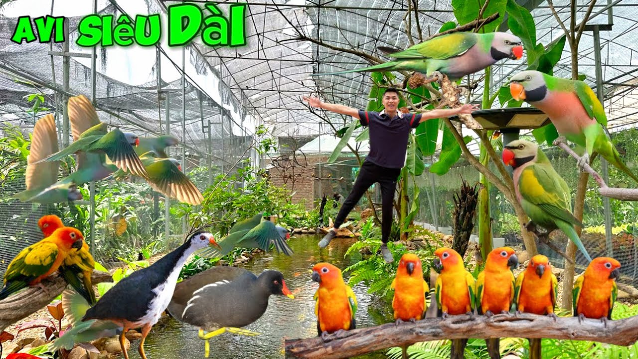 Tham quan mô hình Aviary rộng 150m2 nuôi Vẹt & Chim Hót có hồCá Koi tự nhiên || Đạt Bird TV