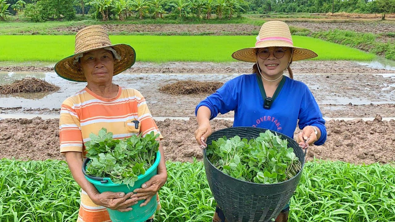 เก็บผักเสี้ยนกันจ้า ผักเสี้ยนต้นกำลังงาม ปลูกง่ายขายดี