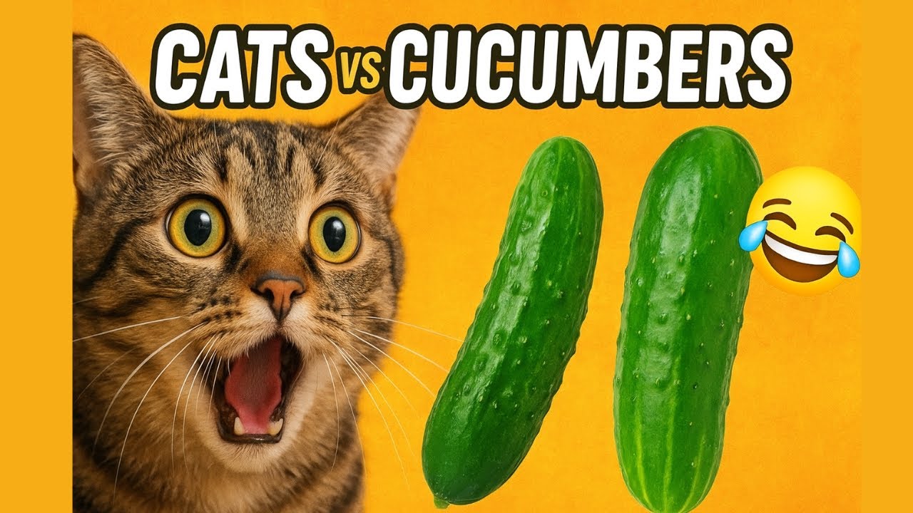 Cats vs Cucumbers 😂 Funniest Cat Reactions You Can’t Stop Watching!