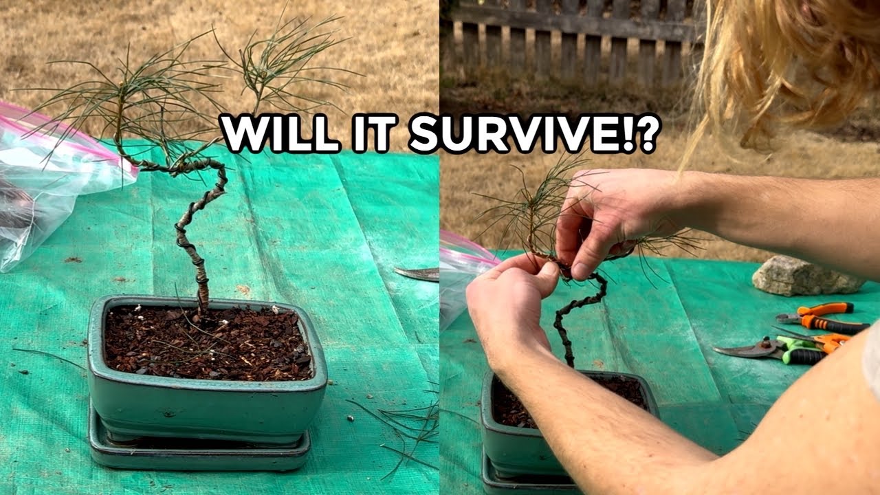I Repotted, Pruned, and Wired a Pine Bonsai in 10 Minutes - Will It Survive?