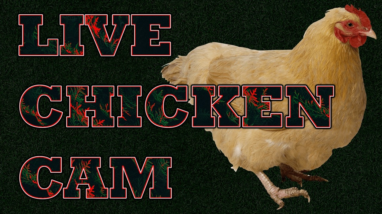 chickens