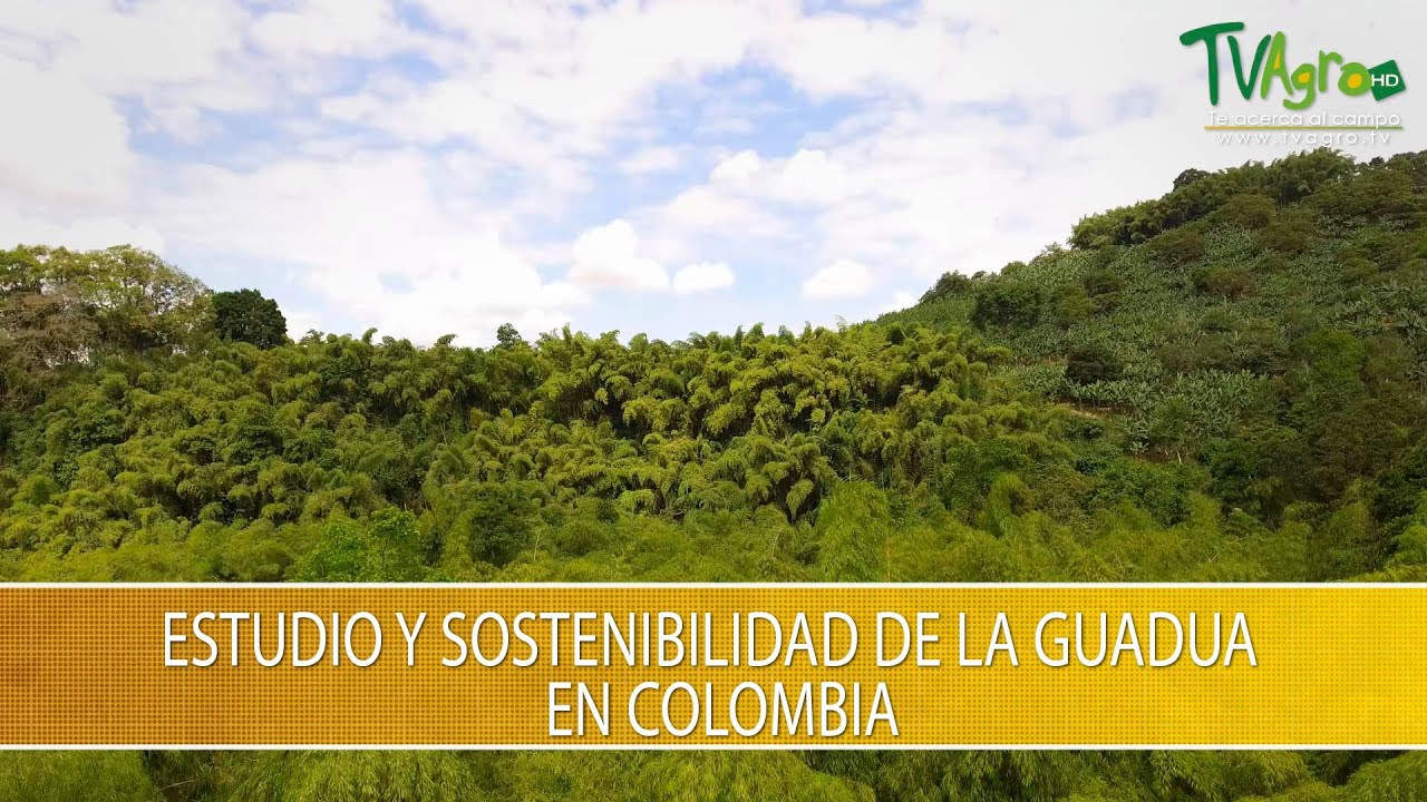 Estudio y Sostenibilidad de la Guadua en Colombia- TvAgro por Juan Gonzalo Angel Restrepo