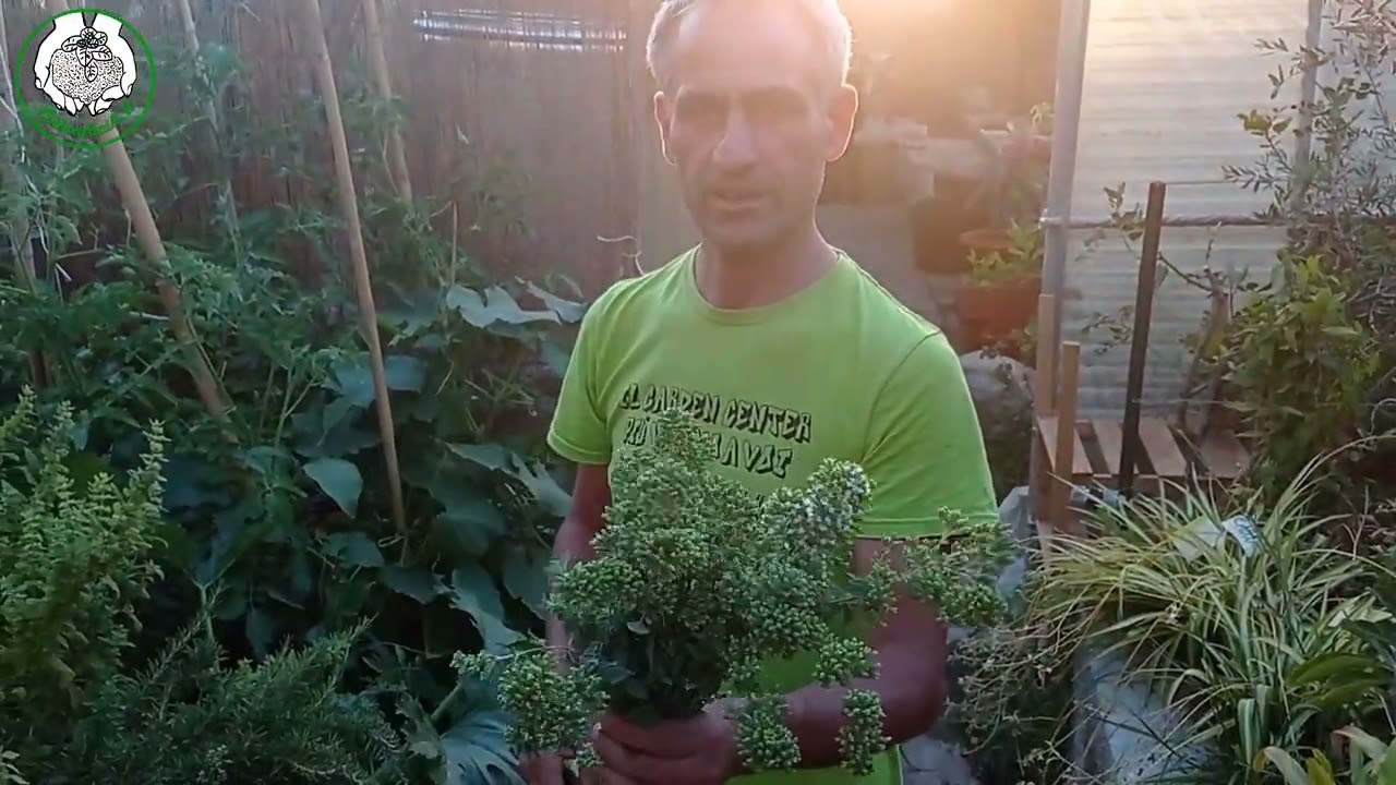 Raccolta dell'origano in vaso