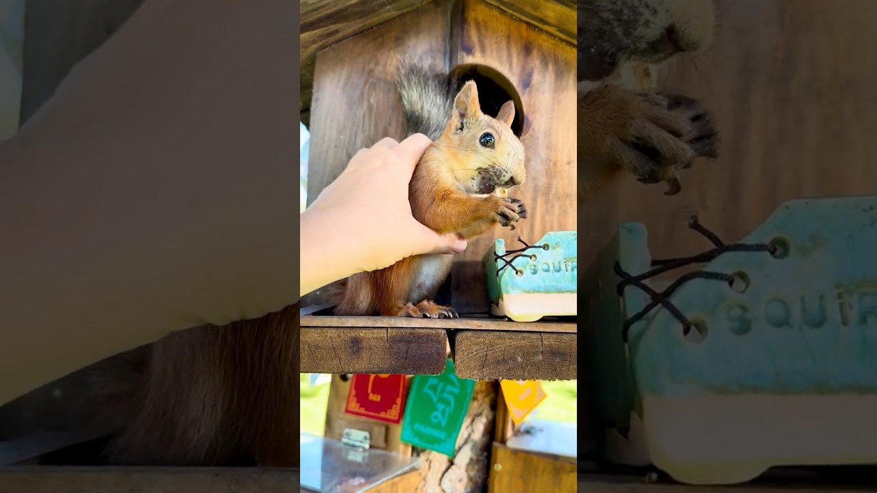 I caught a wild squirrel. Поймала дикую белку. #squirrel #белка #cute