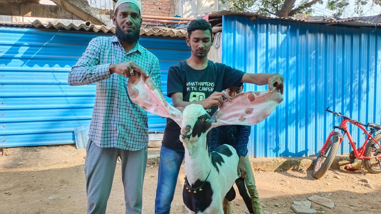 pure quality hyderabadi Sagar bakra breeder in Hyderabad | quality