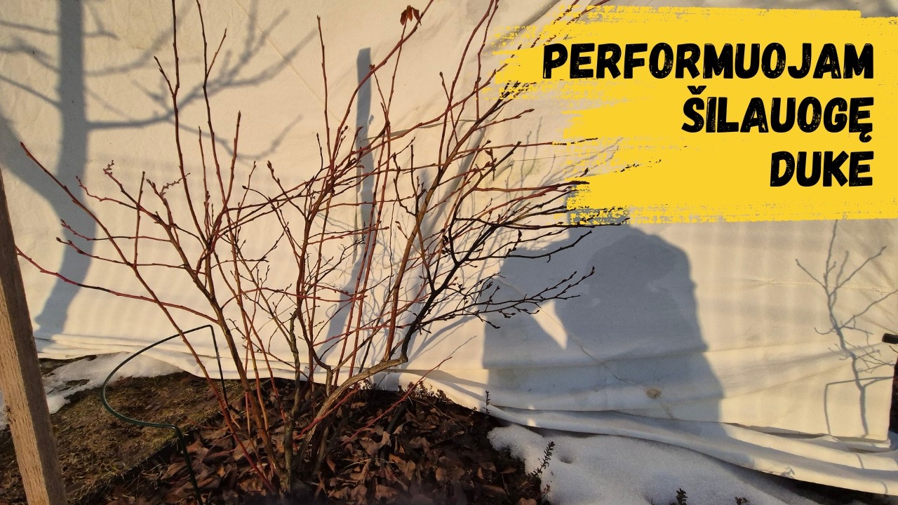 Šilauogės Duke genėjimas