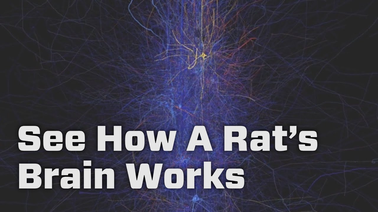See How A Rat&rsquo;s Brain Works With This Supercomputer Simulation