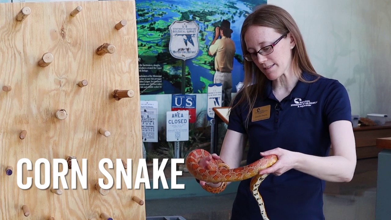 Corn Snake Enrichment Activity