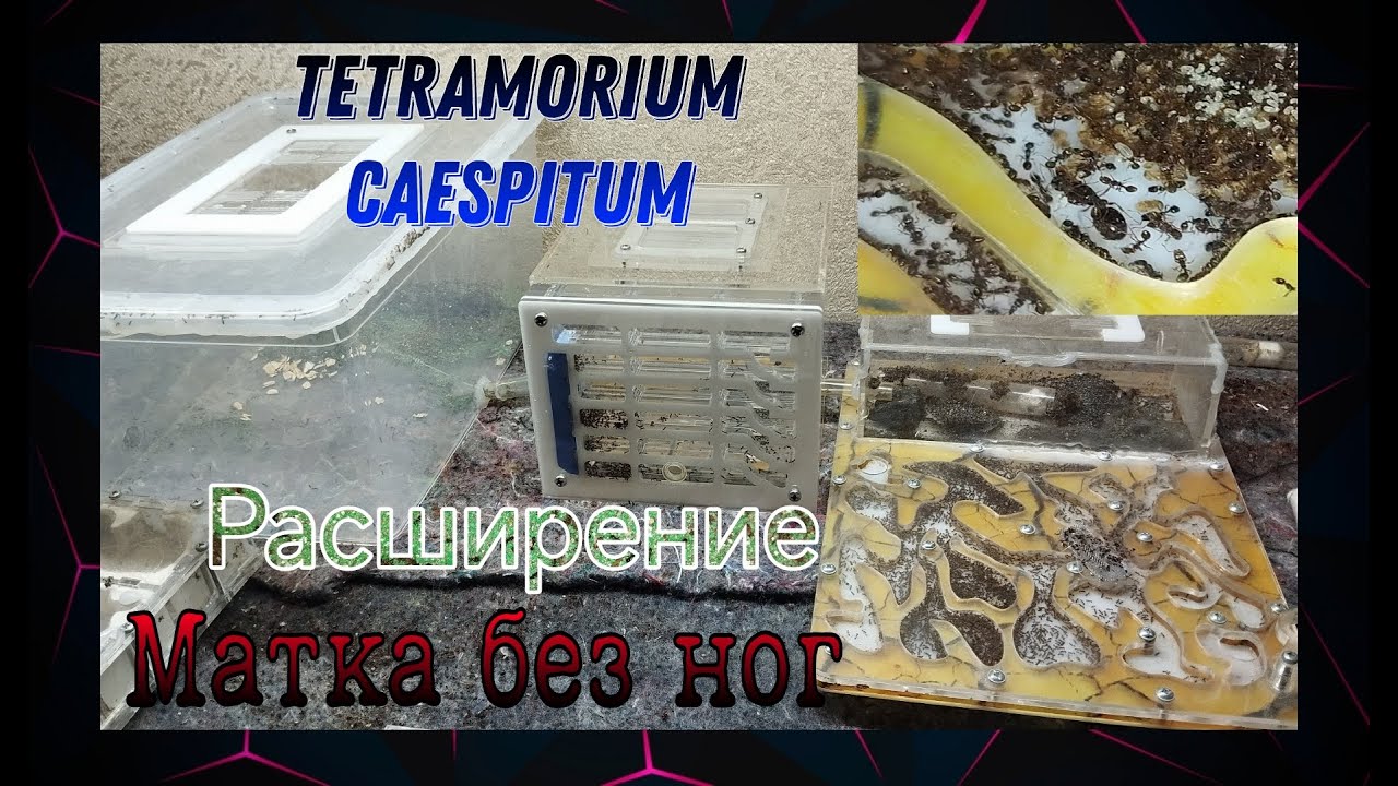 Расширение у муравьев tetramorium caespitum. Матка без трех ног спустя год. Переселение. AntGart