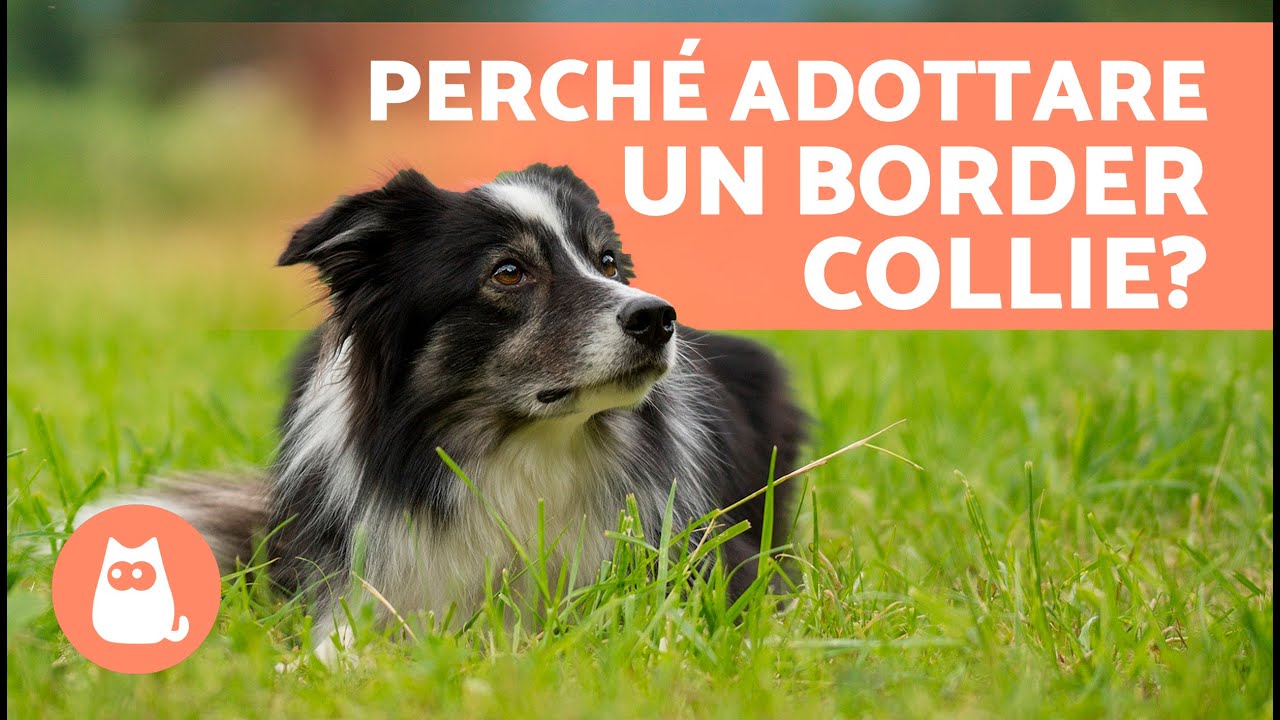 5 VANTAGGI e SVANTAGGI di avere un BORDER COLLIE 🐶✅