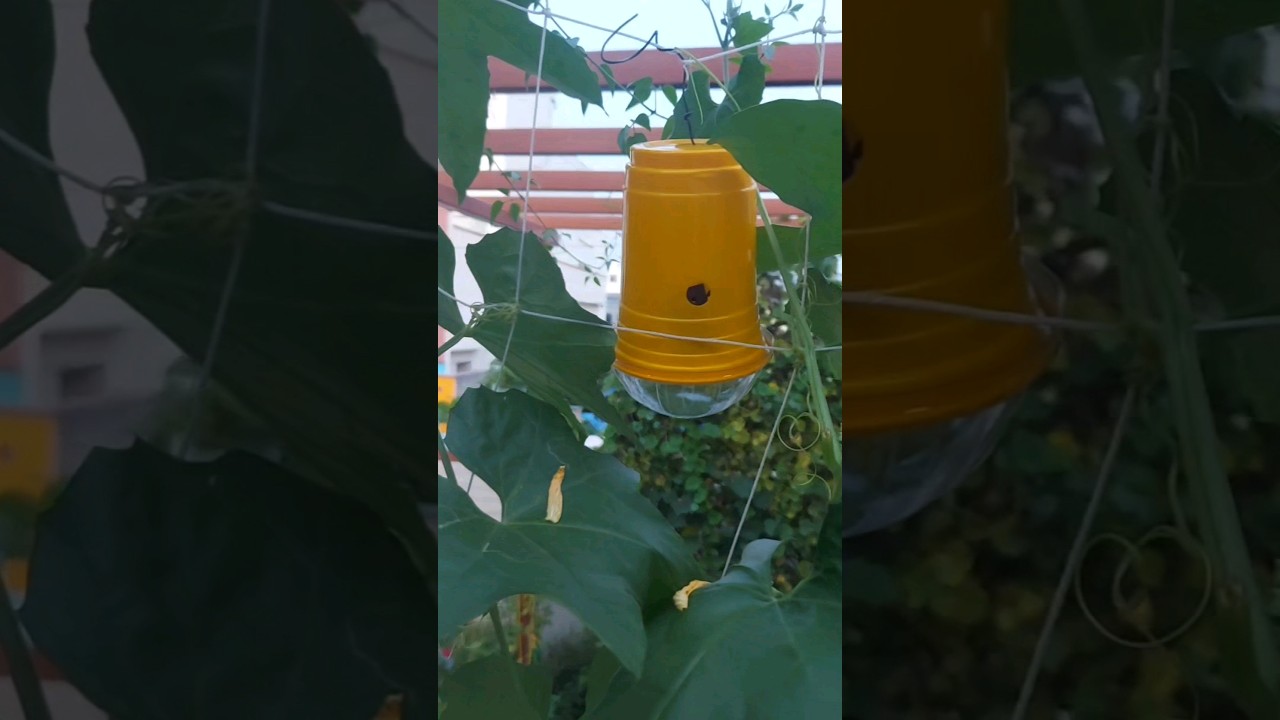 Fruit Fly trap unboxing/#gardening #viralshorts