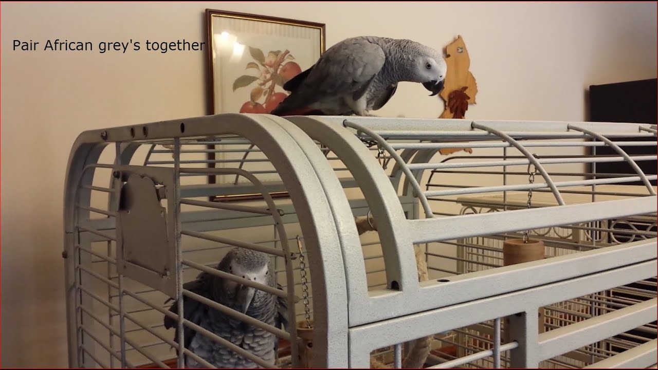 African grey pairing up