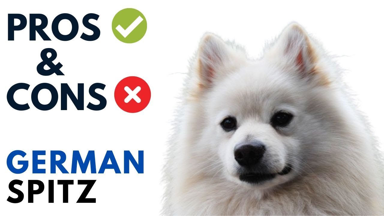 German Spitz Dog Pros and Cons | Deutscher Spitz Advantages and Disadvantages