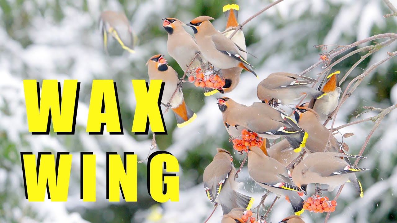 BOHEMIAN WAXWING flock of birds in winter